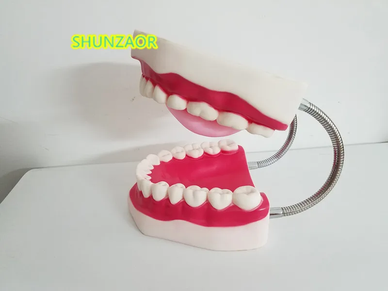 Modelo de dientes de plástico 6 veces, maniquí Dental, lengua, boca, portátil, médico