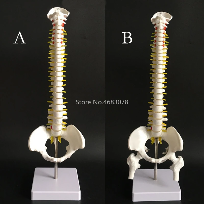 Colonna vertebrale umana da 45CM con modello pelvico anatomia anatomica umana colonna vertebrale modello medico materiale didattico medico