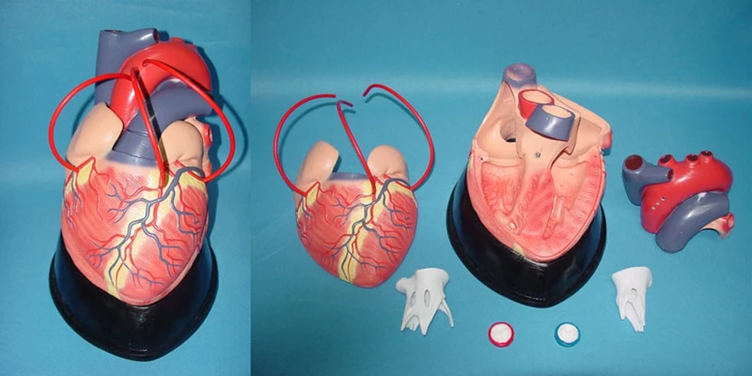 Large human heart Dissection model Medical Teaching Human specimens model free shipping