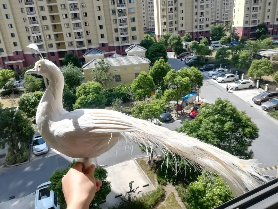 real life Bird white feathers Bird Peafowls large 80cm white peacock garden decoration filming prop gift h1807