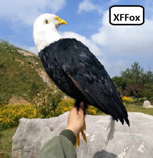 big real life turned eagle bird model foam&feather simulation black bird gift about 50x30cm xf0820