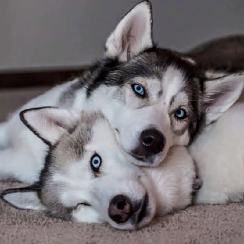 Majsterkowanie malowanie diamentowa haft krzyżykowy zwierząt pies mozaika kryształowa ciekawy zestaw husky haft obraz stras craft 2019 nowość