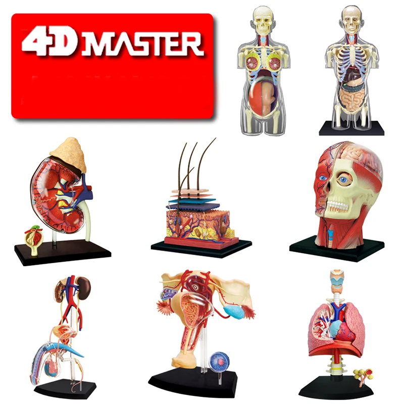 

4D Master SKIN SECTION ANATOMY MODEL Anatomy Medical Human Head Kidney Skull Skeleton Model Science Educational Toys