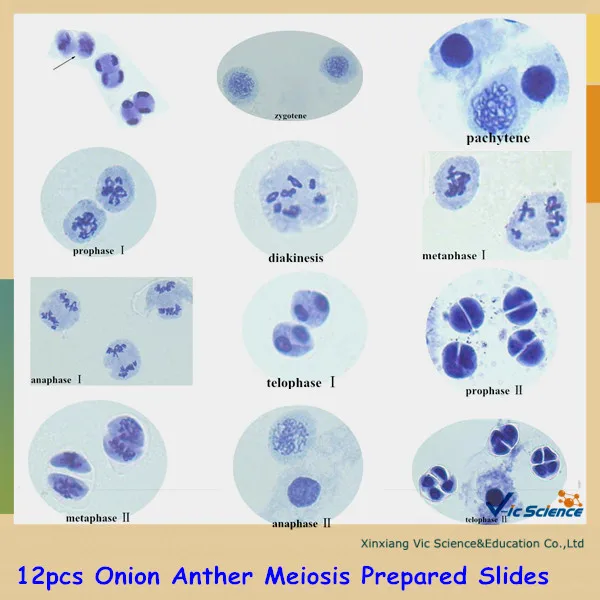 

Corn Mixed Meiosis & Mitosis Prepared Slides