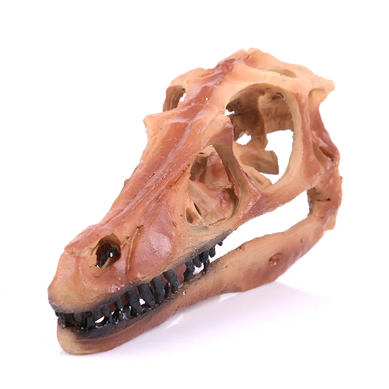 New Monolophosaurus Fossil Resin Velociraptor Dinosaur Skull Model Halloween Decoration Gifts