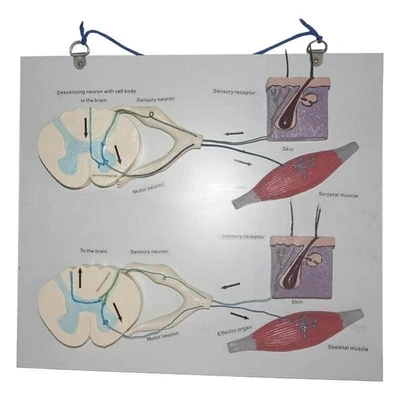 Information and reflection pathway model Medical neural reflex arc model Central nerve conduction nerve