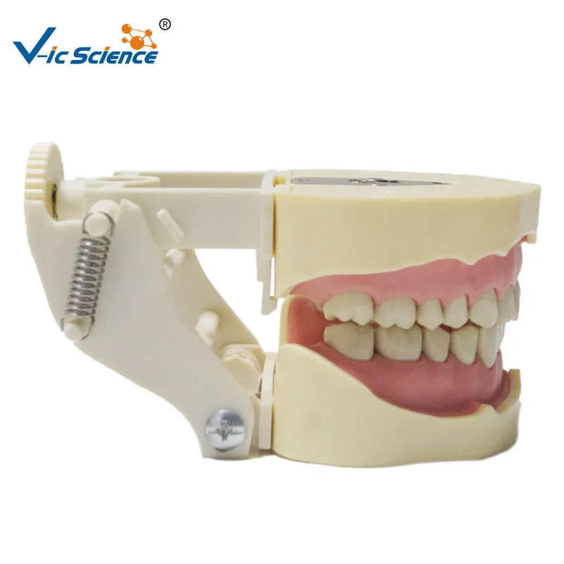 Dentale BF Tipo di Studio Denti Modello