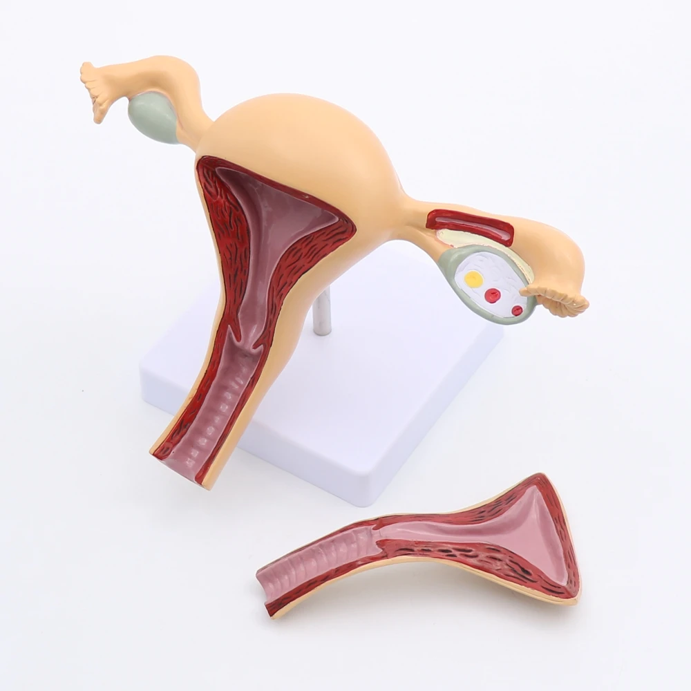 Female Genital Anatomy Model Uterus Ovary Genitourinary Medical Genital Organ Teaching Resources