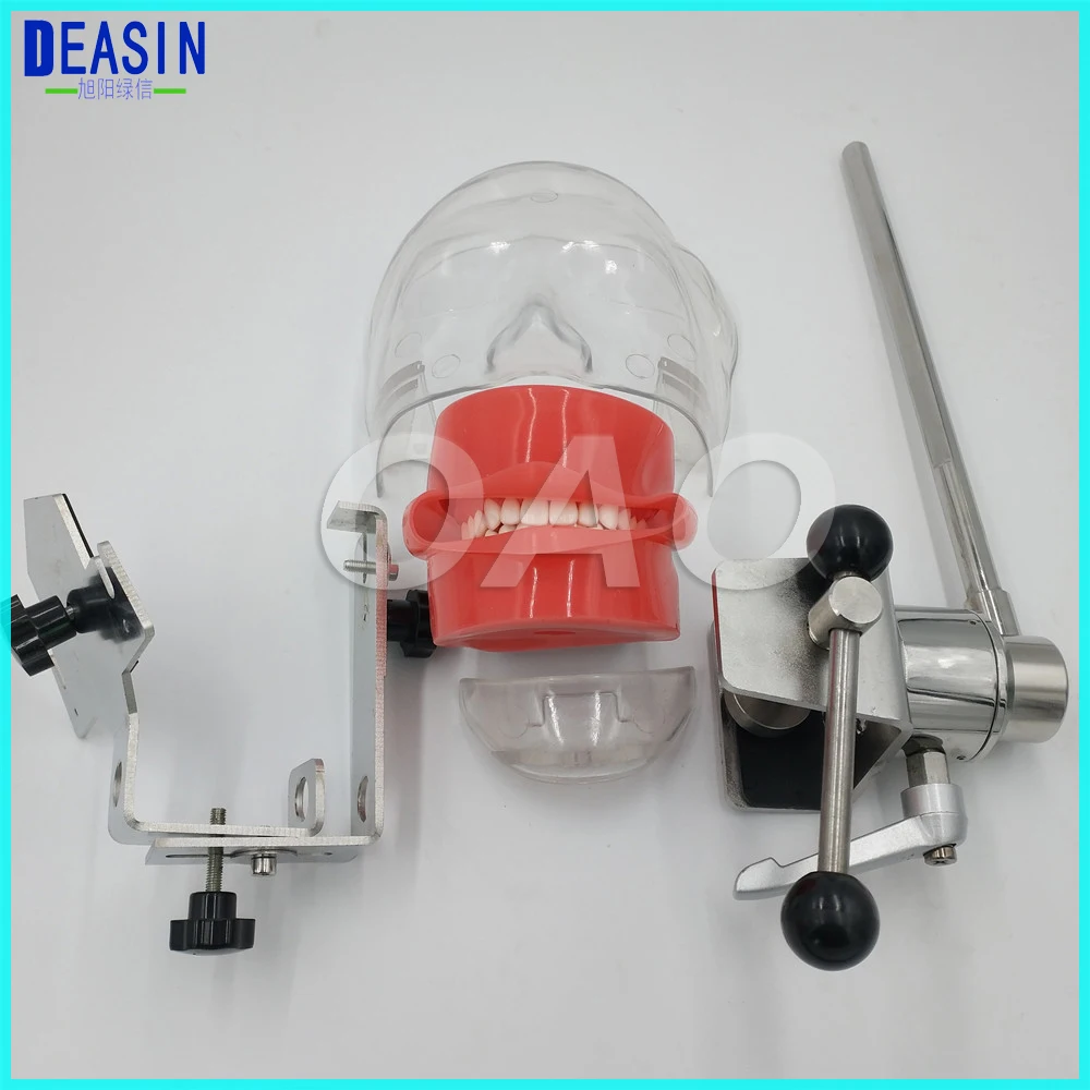 Dental Simple Head model Apply to the oral cavity simulation training fixed on the dental chair for any position practice