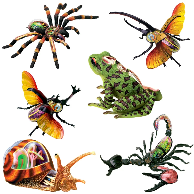 

1Pcs Anime 4D Vison MASTER Animal Anatomy Model Frog Scorpion Snail Spider Action Figures Adults Kids Science Toys Gifts