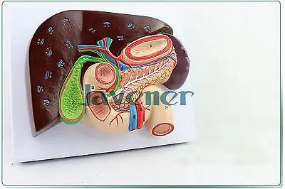 

Life size Human Anatomical Duodenum Anatomy Medical Model Digestive system