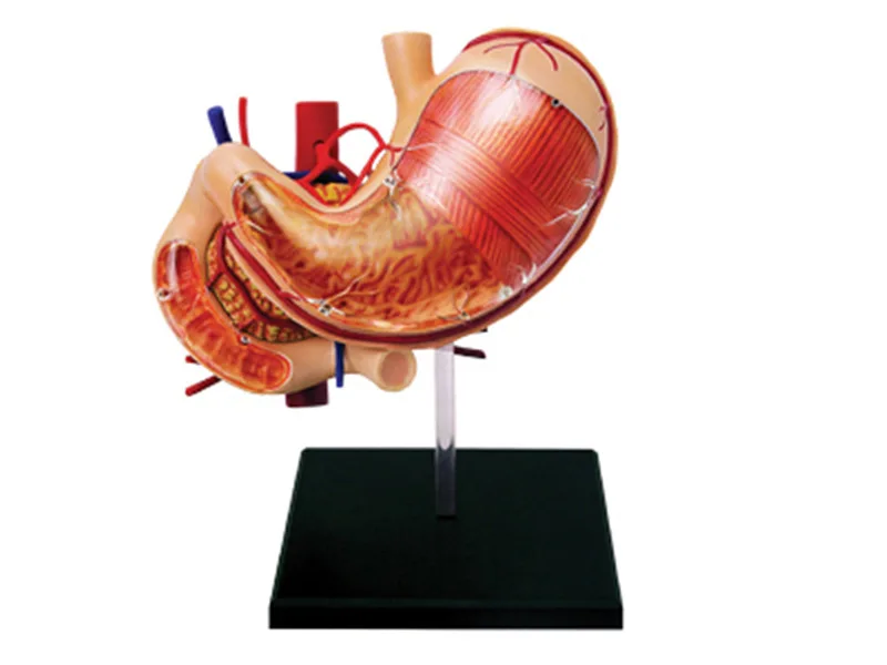 

4D Stomach Anatomical Model Gastric Anatomy Model Human Digestive System Medical Organ Structure Skeleton Anatomical Model