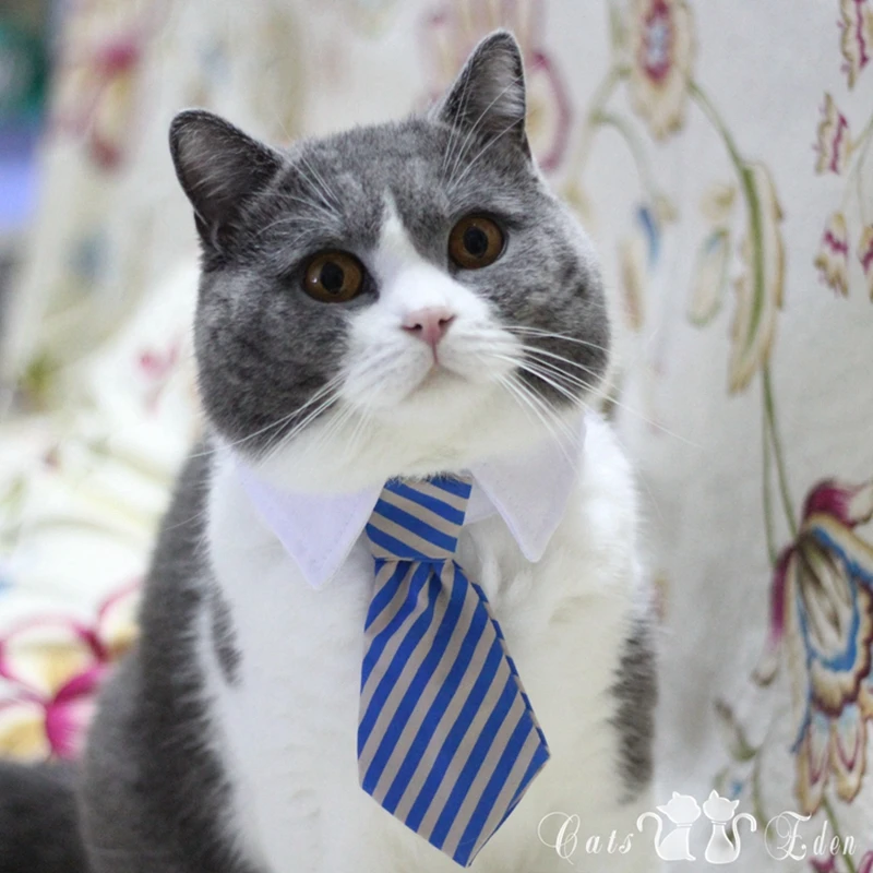 [MPK Cat Ties] Cute Pet Ties, Dog Collar Cat Collar, Pet Bow Ties, Dog Tie, Smart-Looking Pet Costume image 3