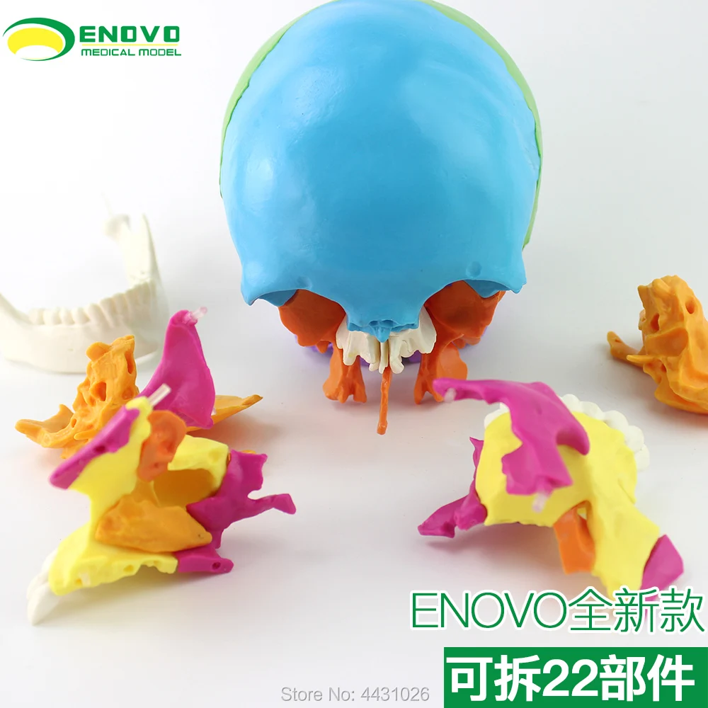 ENOVO Medical Human.Skull Model Micro Plastic Surgery Department of Stomatology Skull 22 parts Removable