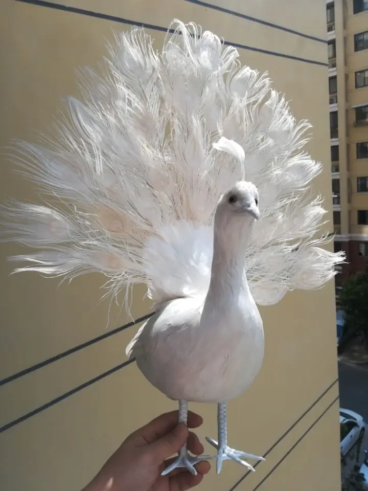 about 65x60cm real life Bird white feathers peacock spreading tail feathers peacock decoration prop decoration toy gift h1057