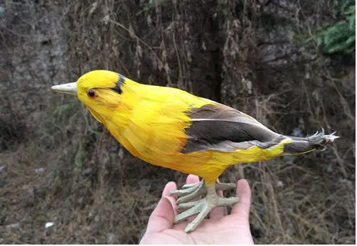 Simulation mignonne d'oiseau Oriole en résine et fourrure, modèle Oriole jaune, cadeau d'environ 14x21cm, 1367