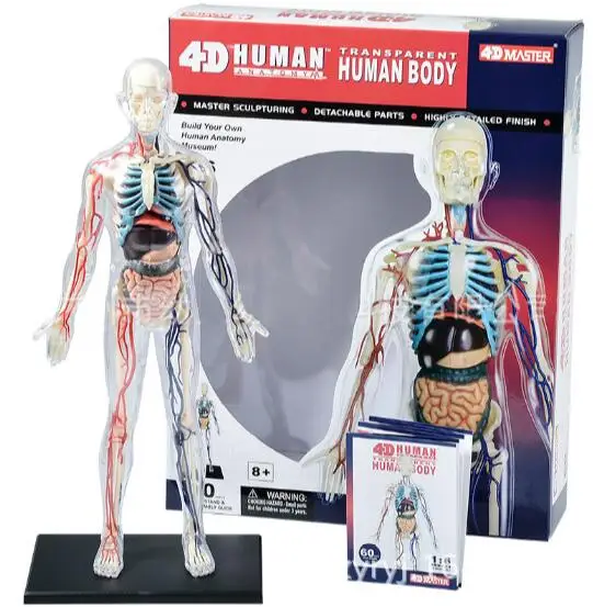 

Human body science transparent bone vessels 1:6 anatomical group assembled model