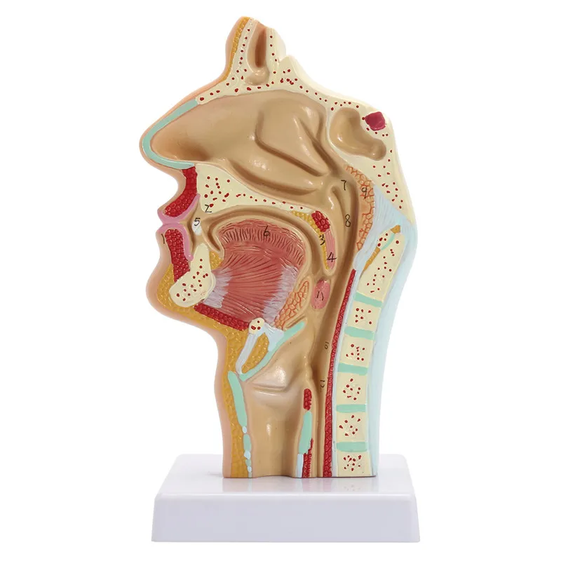 Head anatomy Human Life Size Anatomical Nasal Cavity Throat Anatomy Medical Model