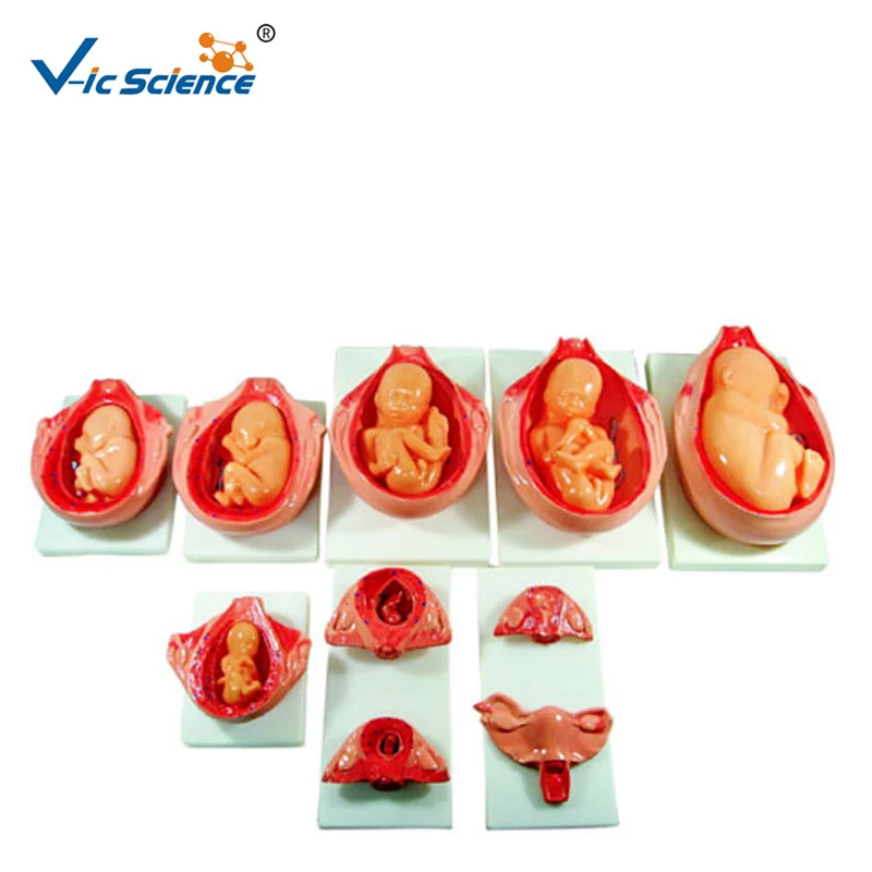 

Medical Supplies PVC Human Anatomical Fetus Development Process Model 10 parts for Students Teaching