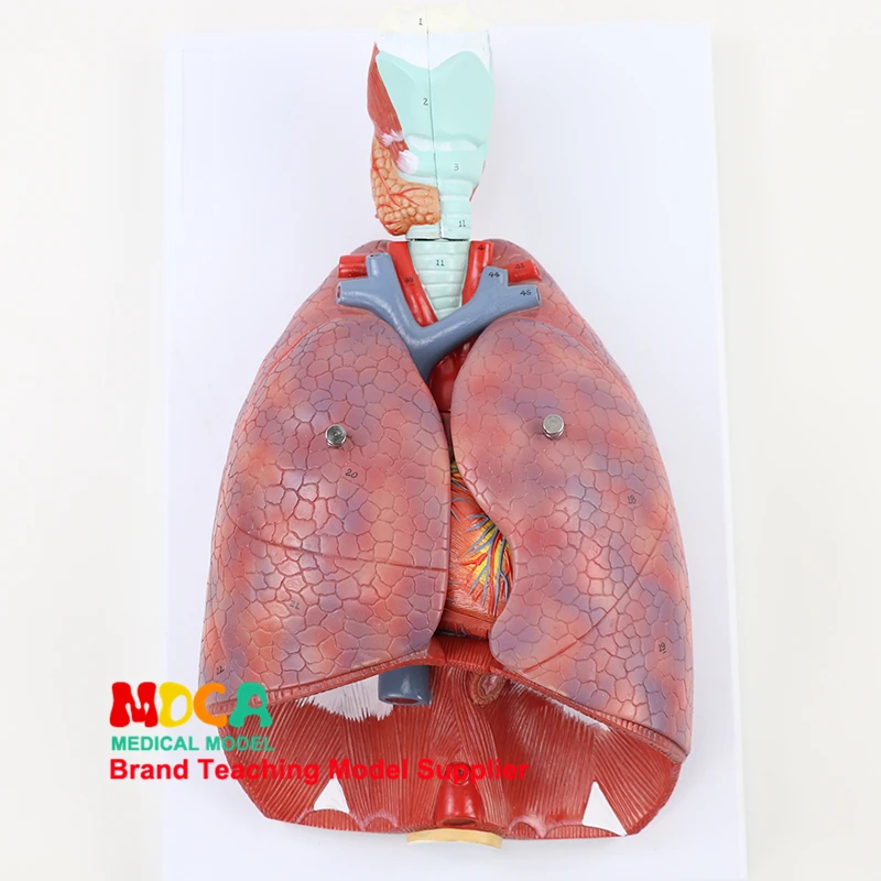 

Respiratory System Model, Respiratory Tract, Larynx, Lung, Heart, Human Organ Anatomy Model Medical Teaching Supplies