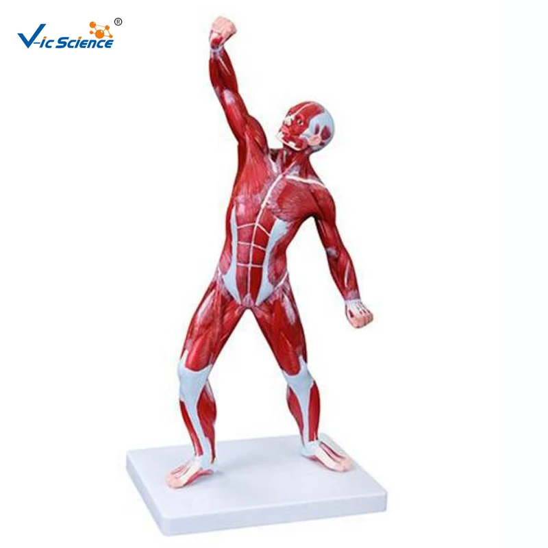 

Advanced PVC Medical 50cm Anatomical Human Male Muscle Model for Students Teaching