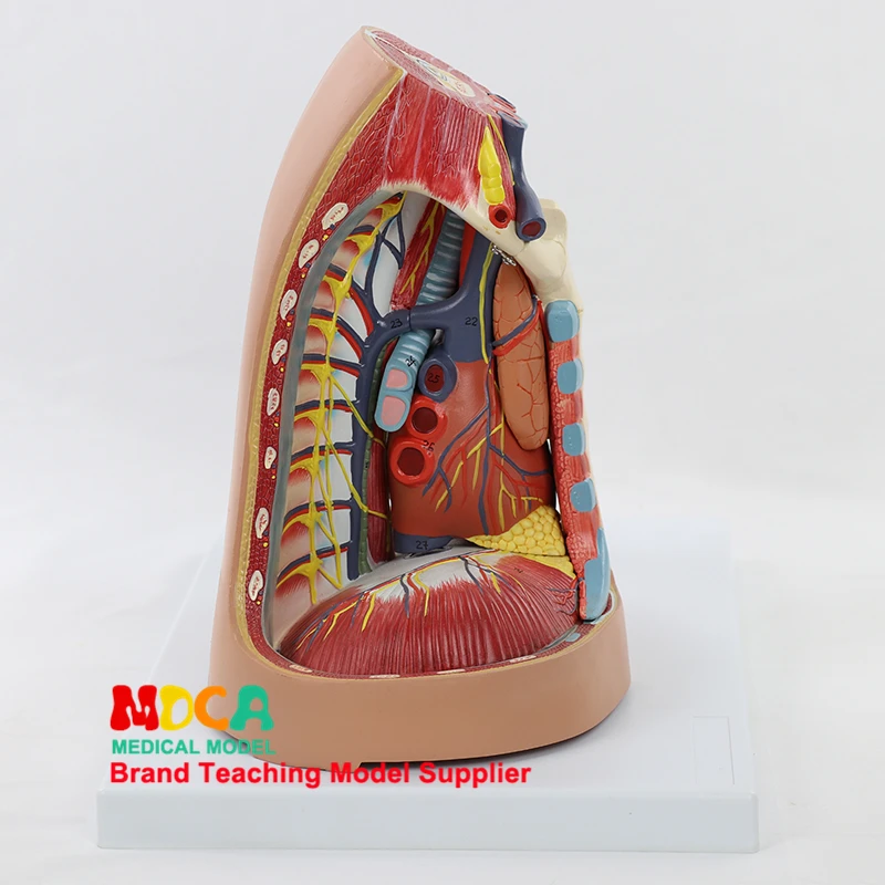 Modello Mediastinal umano sistema respiratorio pleurico Thymus diaframma respiratorio modello di cuore insegnamento della medicina MXG005