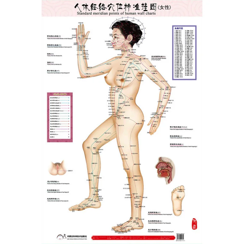 Hd Tweetalige Vrouwelijke Standaard Meridiaan Punten Van Menselijk Wandplaten 3X (Voorkant Back) chinese En Engels Voor Zelfzorg