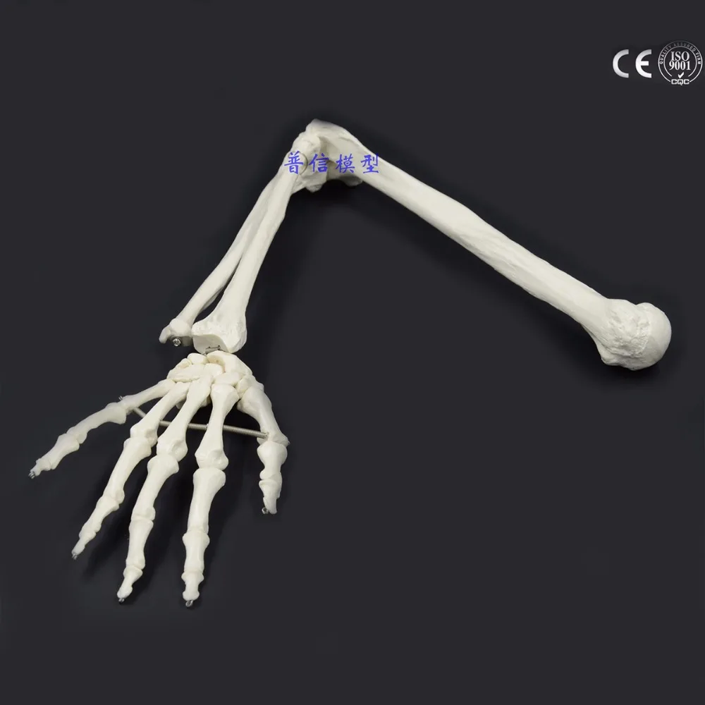 

1:1 Human Bone Model of Bone Adult Arm of Upper Limb Bone Arm and Radius Hand Bone Medical Science School Teaching Supplies