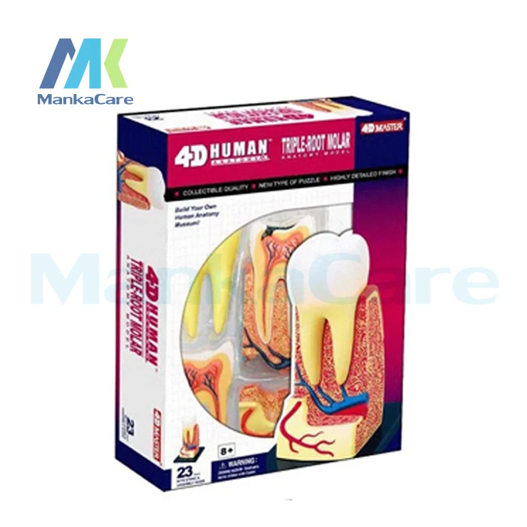 tooth-structure-post-master-4d-assembly-human-anatomy-model-medical-model-tooth-model-biological-experiment-free-shipping