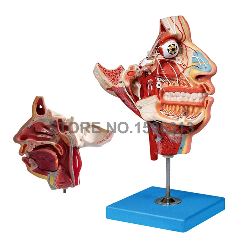 

Head and Face Anatomy Teaching Model, Muscles,Nerves, Vessels in Facial Skull Medical Simulator