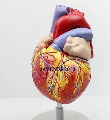 

Magnify Human Anatomical Heart Anatomy Viscera Medical Model +Stand