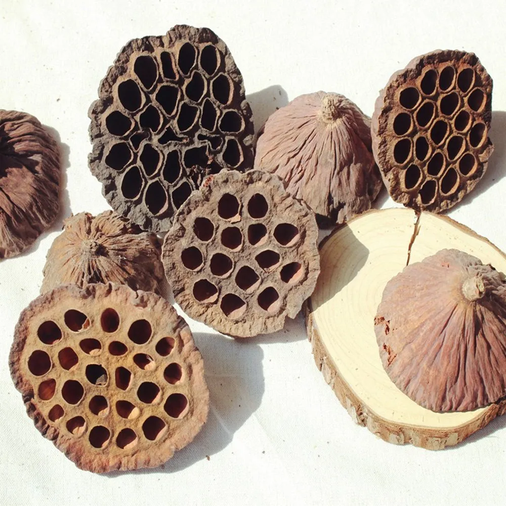 Package of 10 Mini Lotus Pod Heads For Crafting Hand Natural Dried Brown Lotus Pods No Stems