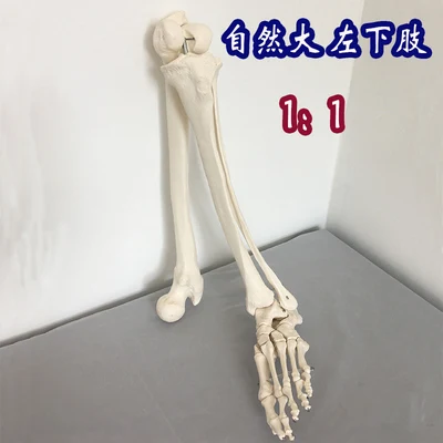 

Natural adult lower limb model left lower limb left foot free shopping