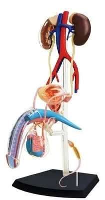 

4D MASTER человеческая Сборная модель мужской гениталии медицина модель бесплатная доставка