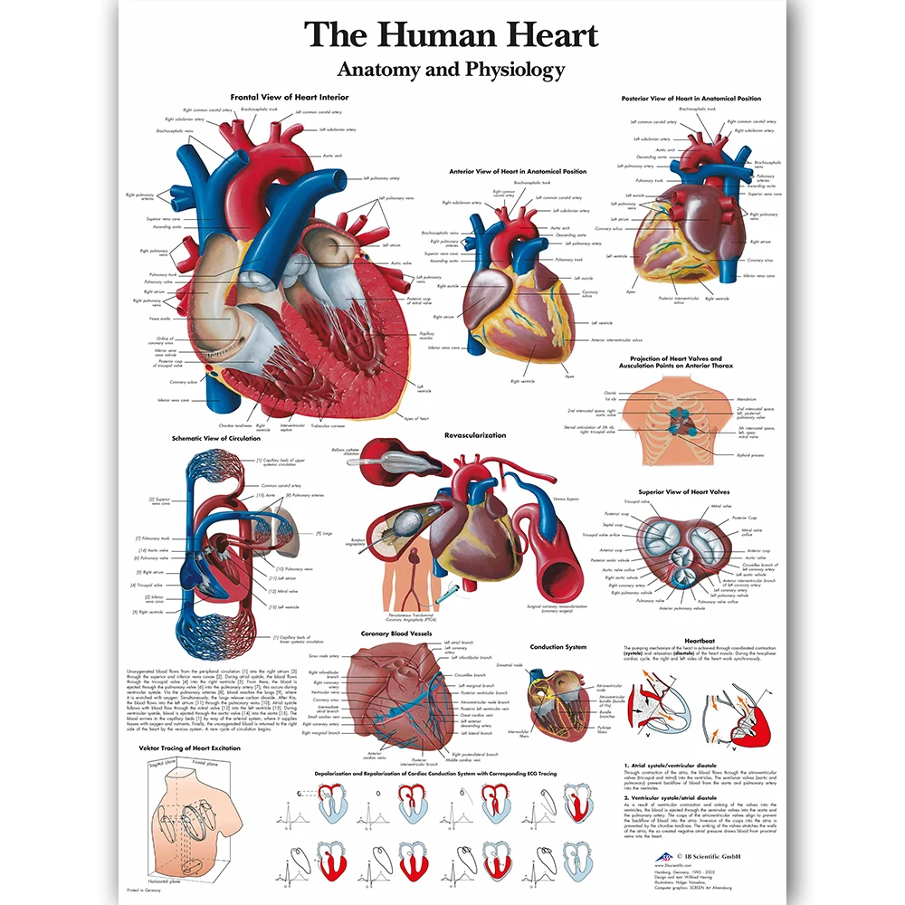 Human Heart Chart Anatomy Physiology Poster Map Canvas Painting Wall Pictures for Medical Education Doctors Office Classroom