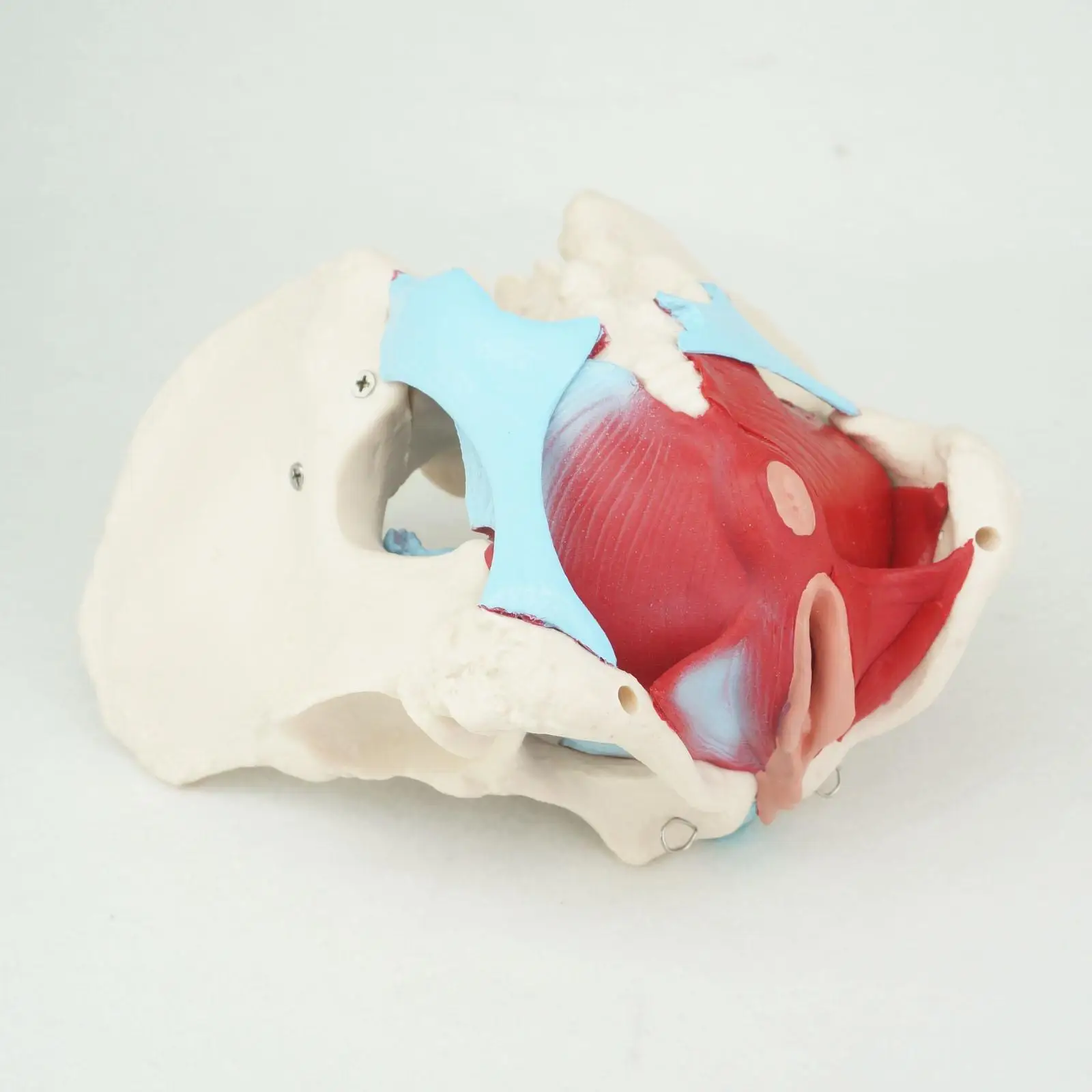 PVC Natural Life Size Female Pelvis with Pelvic Muscles Anatomical Model Medical