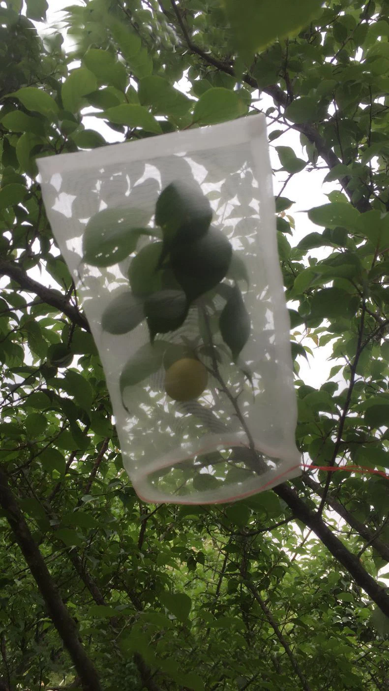 

Insect anti bird mesh 40 mesh nylon net bags45x30cm of seed soaking fine grape fruit bag custom pitaya bag