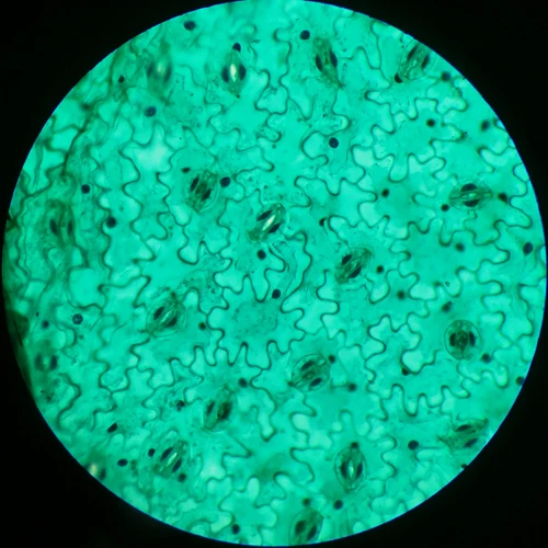 10 Pcs Biologi Pendidikan Siswa Siap Slide