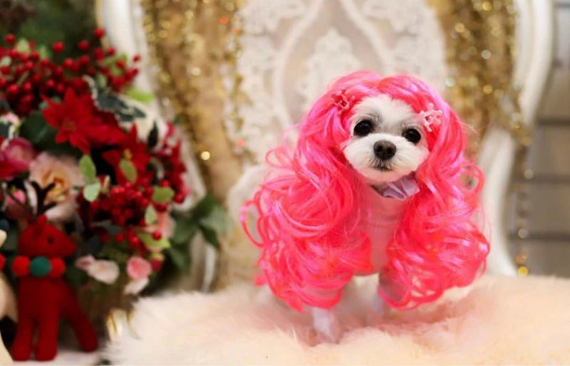 [MPK Cat Wigs] Pink Cat Wig, Pet Wig, Funny  Wig, Pink Curly Hair for Pets