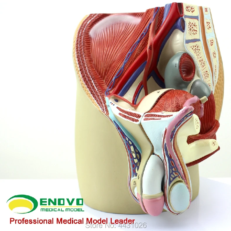 ENOVO Model Sistem Reproduksi Pria Model Anatomi Panggul Pria Model Prostat