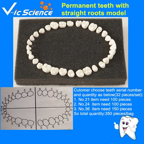 Good quality permanent teeth with straight roots model