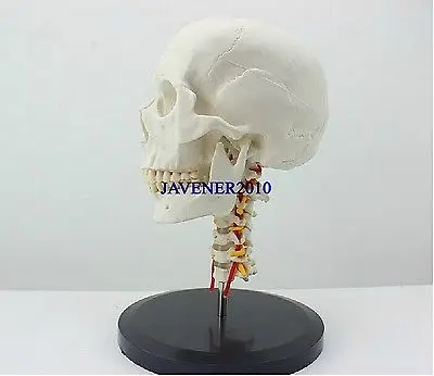 

Human Anatomical Anatomy Skull Skeleton Medical Model With Cervical Vertebra