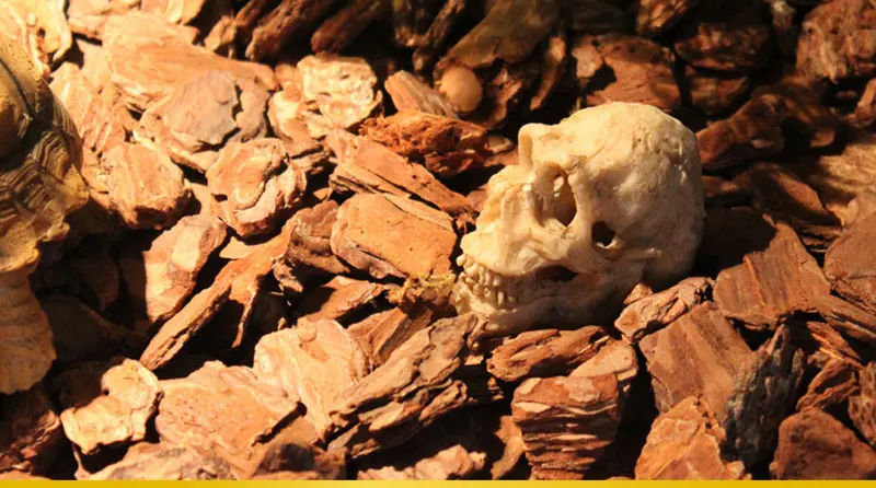 محاكاة تمثال منظر طبيعي زخرفة ، كهف الزواحف ، وحيد القرن الاصطناعي ، جمجمة راتنج الغنم ، ديكور حوض أسماك ، حوض أسماك #5