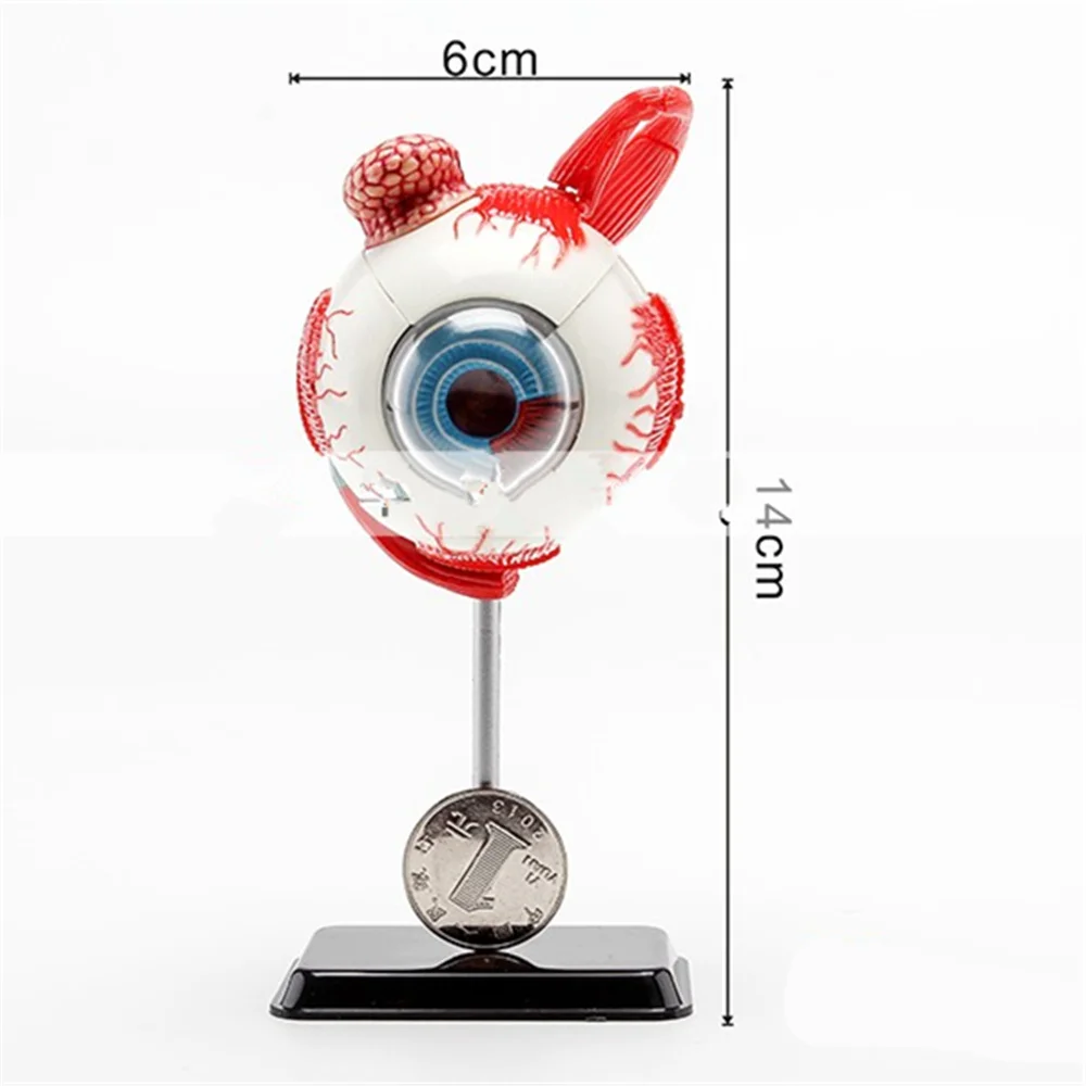 3D Mini Eyeball Anatolly Model 35 pcs Assembled Human Anatomy Model Gift for Children