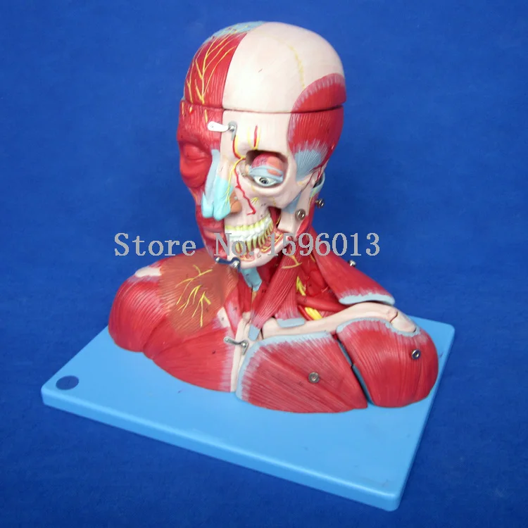 Head,Neck with Vessels, Nerves Brain Anatomical 3D Medical Teaching Torso Model