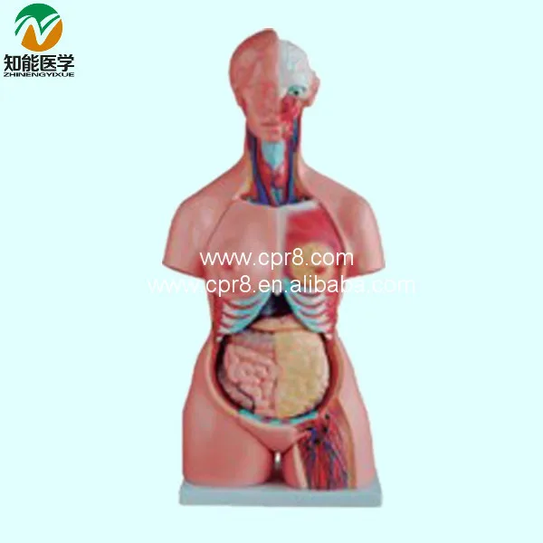 

BIX-A1036 Both Sexes Torso Model (21 Parts) 85cm G137