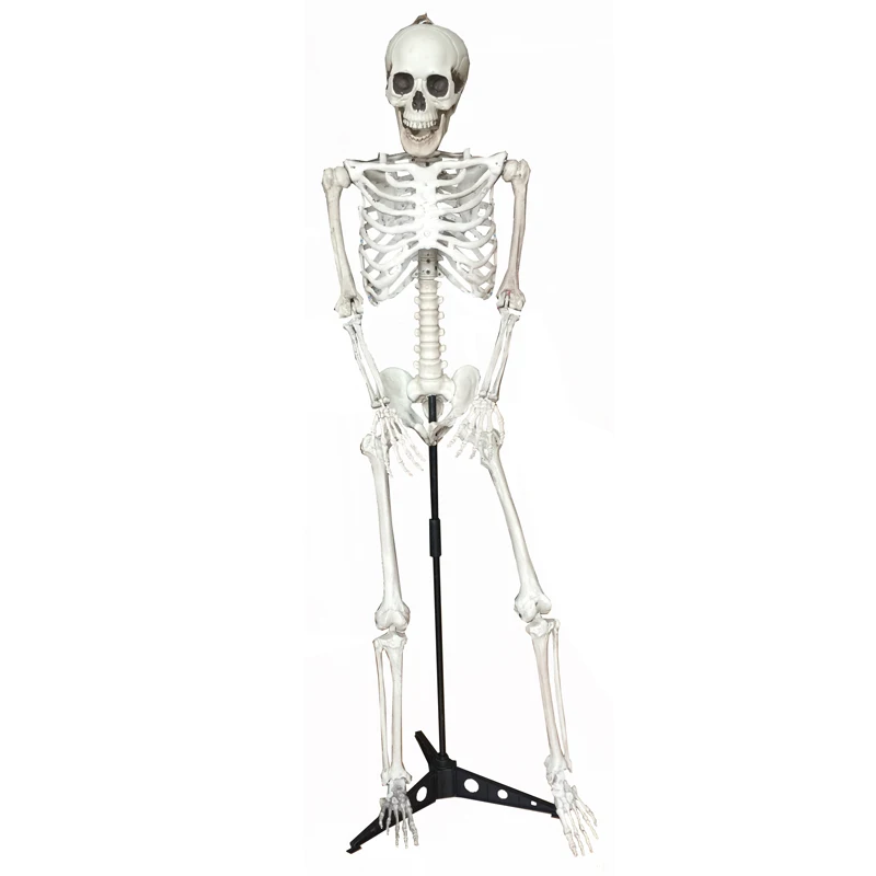 

Life Size Skeleton on Stand 100% Plastic Life Size Skeleton Haunted House Escape Horror props Halloween Decorations