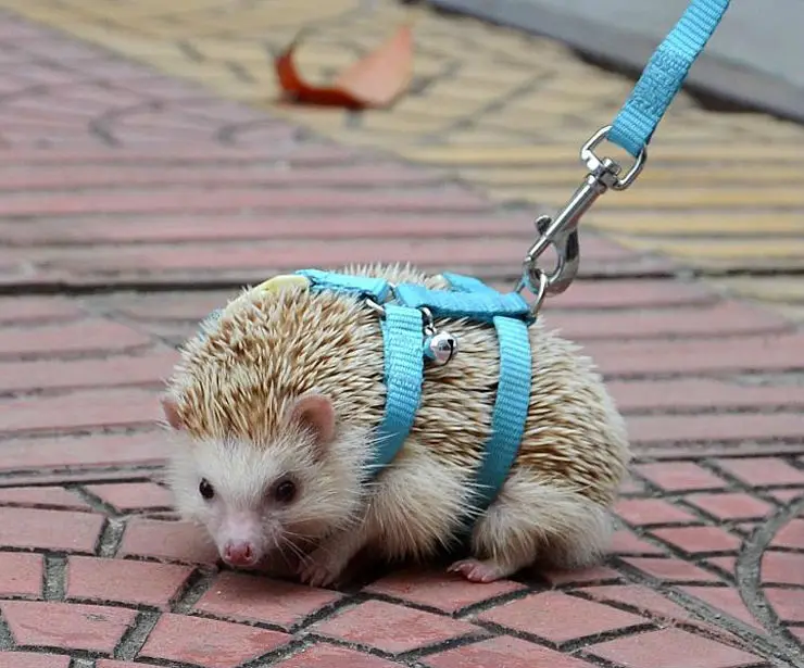 NEW Adjustable hedgehog Harness for Training Playing traction rope High Quality Free Shipping