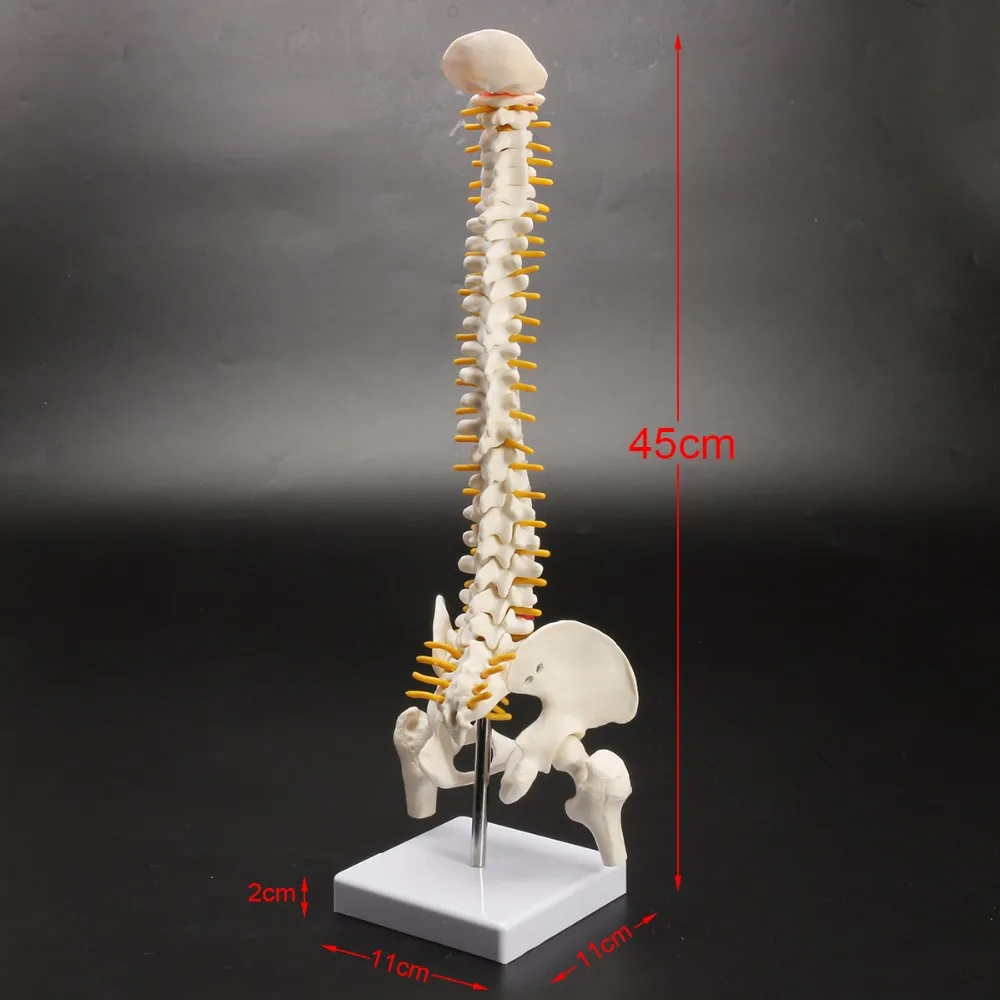 Model szkieletu kości ludzkiego kręgosłupa 45cm model postawy siedzącej do treningu rehabilitacji medycznej, model kręgosłupa, model kręgosłupa