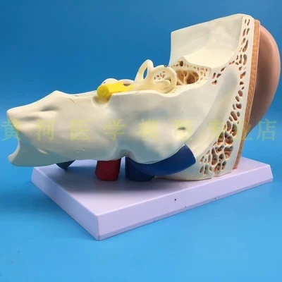 Amplification 5 times ear model Anatomy of the ear Labyrinth model of the inner ear auricula